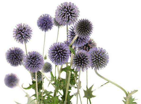 Echinops ca parte a arborelui Hondro Sol Valgus